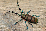 Thysia wallichi tonkinensis