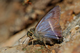 Hasora malayana (The White-banded Awl)