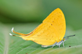 Loxura cassiopeia cassiopeia (The Malayan Yamfly)