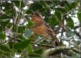 Varied Thrush