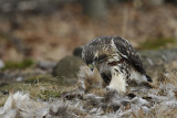 Hawk on Whitetail Pelt