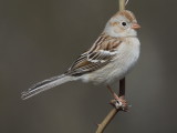 Field Sparrow