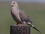 Mourning Dove