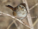 Swamp Sparrow