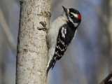 Downy Woodpecker