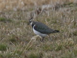 Northern Lapwing