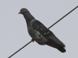 Rock Pigeon