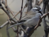 Black-throated Sparrow