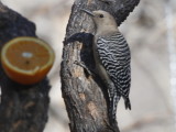 Gila Woodpecker