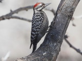 Ladder-backed Woodpecker