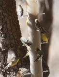 Lesser Goldfinch