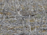 American Golden Plover