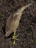 American Bittern