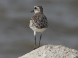 Black-bellied Plover