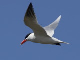 Caspian Tern