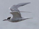 Common Tern