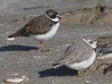 Piping Plover