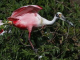 Roseate Spoonbill