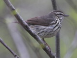 Northern Waterthrush