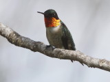 Ruby-throated Hummingbird