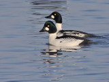 Common Goldeneye - Brilduiker - Bucephala clangula