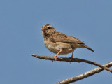 Village Indigobird ( female ) - Videa chalybeata