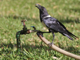 Pied Crow - Schildraaf - Corvus albus