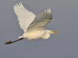 Great White Egret - Grote Zilverreiger - Agretta alba