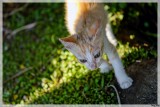 Balade au jardin de Balata