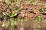 Limpkin 121109. Photo  Stefan Lithner