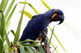 Hyacinth Macaw. Photo  Stefan Lithner