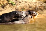 Giant Otter. Photo  Stefan Lithner