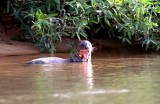 Giant Otter. Photo  Stefan Lithner