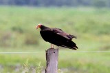 Lesser Yellow-headed Vulture. Photo  Stefan Lithner
