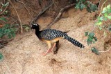Bare-faced Curassow. Photo  Stefan Lithner