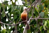 Rufous Cacholote. Photo  Stefan Lithner