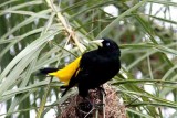 Yellow-rumped Cassique. Photo  Stefan Lithner