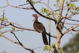 Chaco Chachalaca. Photo  Stefan Lithner