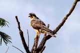 Aplomado Falcon. Photo  Stefan Lithner