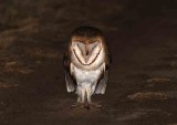 Barn Owl. Photo  Stefan Lithner