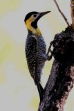 Campo Flicker . Photo  Stefan Lithner