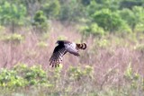 Long-winged Harrier. Photo  Stefan Lithner