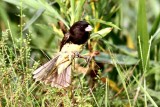 Yellow-bellied Seedeater male. Photo  Stefan Lithner
