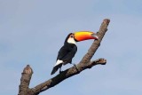 Toco Toucan. Photo  Stefan Lithner