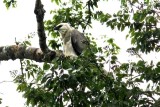 Harpy Eagle. Photo  Stefan Lithner