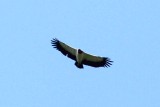 King Vulture adult . Photo  Stefan Lithner