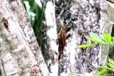 Buff-throated Woodcreeper. Photo  Stefan Lithner