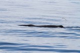 Sperm Whale appearing. Photo  Stefan Lithner