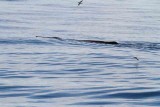 Sperm Whale; male with estimaded weight about 50 tons. Photo  Stefan Lithner