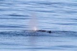 Sperm Whale; male blowing. Photo  Stefan Lithner